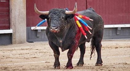 حظر مصارعة الثيران للأقزام في إسبانيا