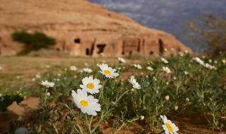 مواطن يحول صحراء القصيم إلى منتجع ريفي يجمع الورود والمياه والخيول