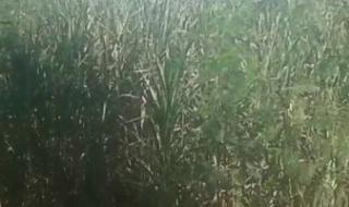 تعرف
      على
      أهم
      التوصيات
      الفنية
      لمحصول
      القصب