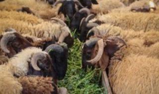 وزارة
      التموين
      تبدأ
      فى
      إنشاء
      شوادر
      لطرح
      الخراف
      الحية
      للأضاحى
      20
      مايو