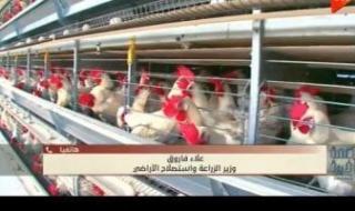 وزير
      الزراعة:
      لا
      وباء
      في
      الثروة
      الداجنة
      ونسب
      النفوق
      طبيعية
      ولا
      تتجاوز
      6%