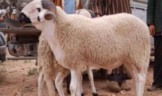 24
      ساعة
      على
      آخر
      موعد
      لذبح
      الأضاحى..
      اعرف
      التفاصيل