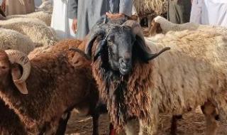 لو
      لسه
      هتضحى..
      علامات
      تكشف
      الأضحية
      السليمة
      من
      المغشوشة