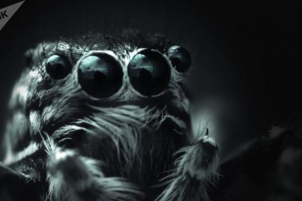 ظهور مخلوقات غريبة ثلاثية العيون من "عصور ما قبل التاريخ" في صحراء أمريكية... صور وفيديو