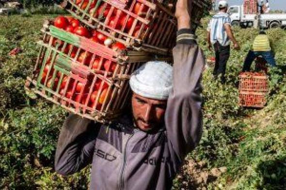 منظمة الأغذية والزراعة: مصر بالمركز الخامس عالميا فى إنتاج الطماطم لعام 2020