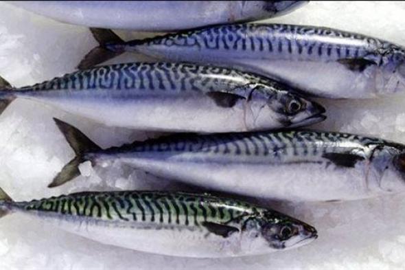 واردات مصر من السمك الماكريل تسجل 7.2 مليون دولار في فبراير الماضي