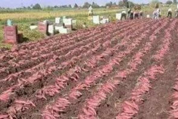 صادرات
      البطاطا
      المصرية
      تكتسح
      الأسواق
      العالمية
      بـ328
      ألف
      طن
      العام
      الحالى