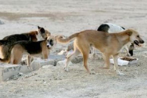 دار
      الإفتاء
      توضح
      حكم
      قتل
      القطط
      والكلاب
      الضالة
      المؤذية