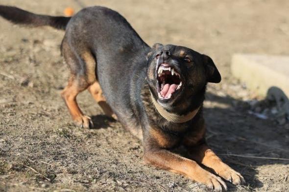 بعد
      فاجعة
      "مُسِن
      بور
      سعيد"..
      أطباء
      يحذرون
      من
      أثر
      "عضة
      الكلب"