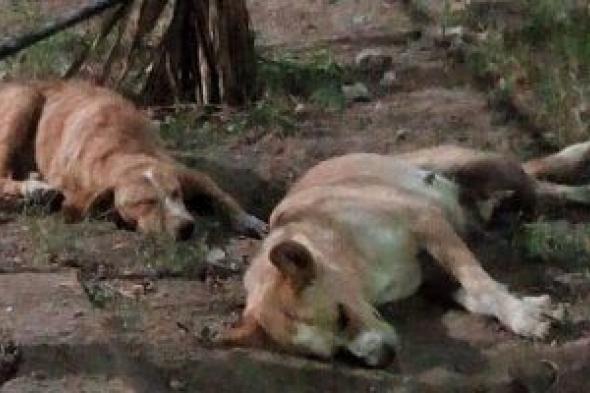 القاهرة
      تُطلق
      أول
      مشروع
      حضاري
      لإيواء
      وتحصين
      الحيوانات
      الضالة