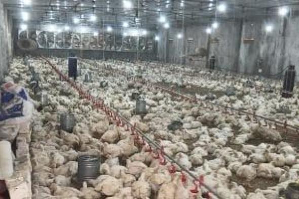 وزارة
      الزراعة:
      طفرة
      فى
      صادرات
      الدواجن
      المصرية
      وارتفاع
      الإنتاج
      14%