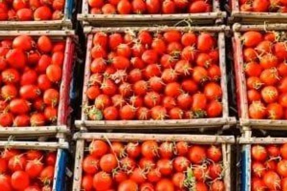 وزارة
      التموين
      تعلن
      طرح
      الطماطم
      غدا
      بسعر
      20
      جنيها
      للكيلو