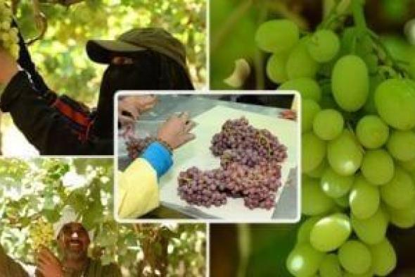 وزير
      الزراعة:
      قفزة
      تاريخية
      فى
      الصادرات
      الزراعية
      المصرية
      بزيادة
      تجاوزت
      300%