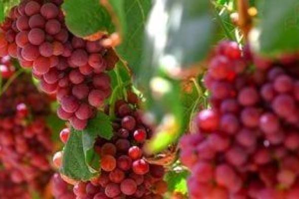 العنب يحتل المركز الرابع في قائمة الصادرات الزراعية المصرية بنحو 180 ألف طن